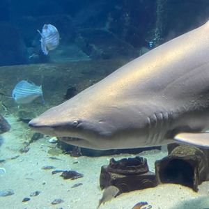 Meet your Posher, Yolfri